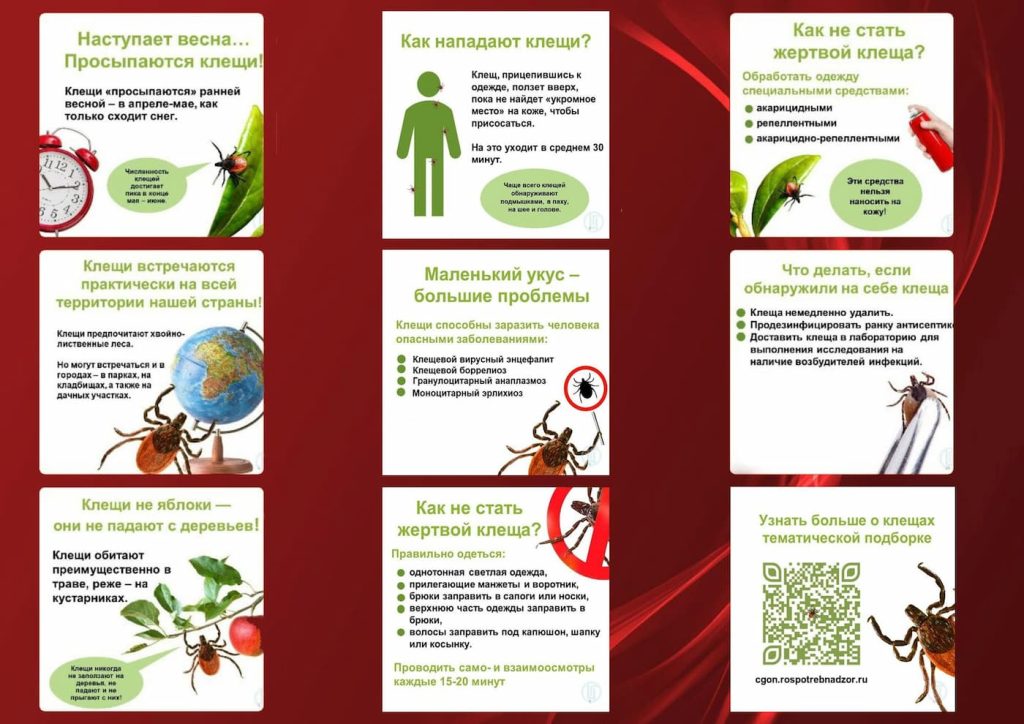 Осторожно, клещи! Правила безопасности в весенне-летний период