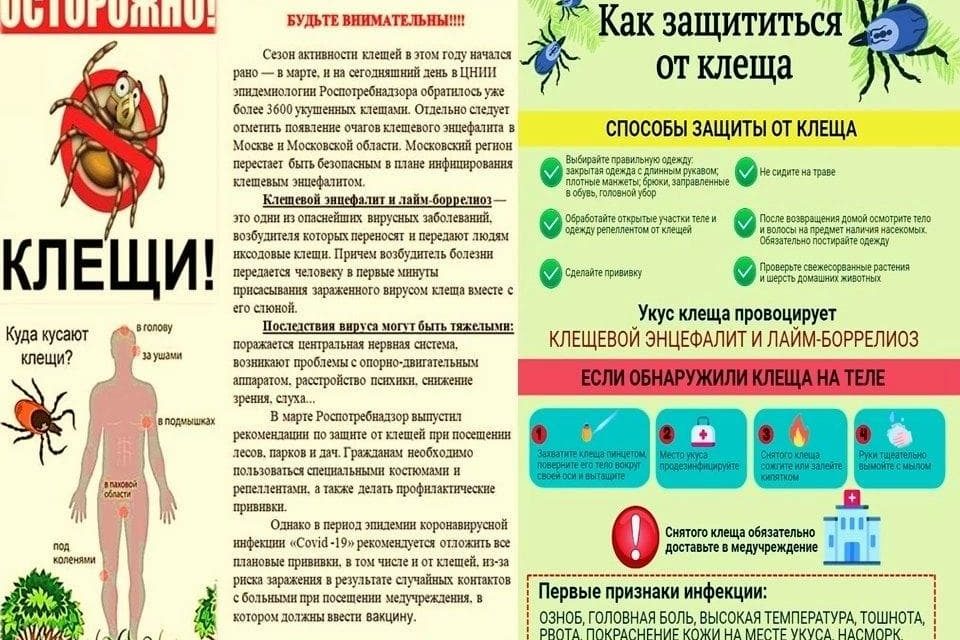 Осторожно, клещи! Правила безопасности в весенне-летний период