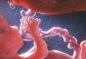 Внутриутробное развитие по неделям беременности