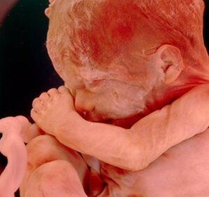 Внутриутробное развитие по неделям беременности